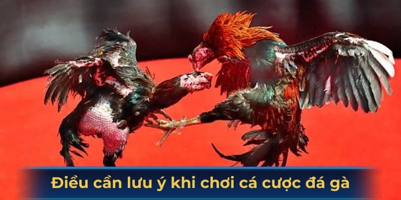 Những điều cần lưu ý khi tham gia cá cược đá gà