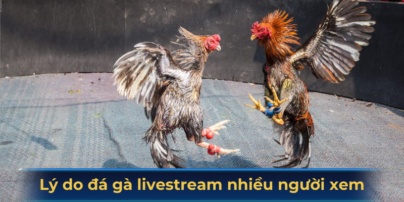 Lý do đá gà livestream hấp dẫn nhiều người xem